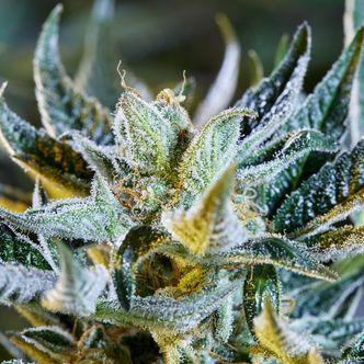 Afberry (Purple City Genetics) feminisoidut