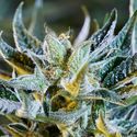 Afberry Autoflower (Purple City Genetics) Feminisoidut