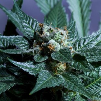 Acid Wash (Purple City Genetics) feminisoitu