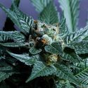 Acid Wash (Purple City Genetics) Feminisoidut