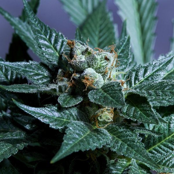 Acid Wash (Purple City Genetics) Feminisoidut