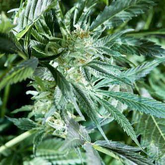 Fresh Pressed Runtz (Purple City Genetics) feminisoidut