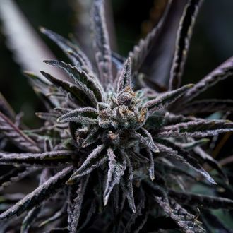 Forbidden Blueprint (Purple City Genetics) Feminisoidut