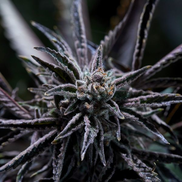 Forbidden Blueprint (Purple City Genetics) Feminisoidut