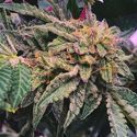Alfajores (Purple City Genetics) Feminisoidut