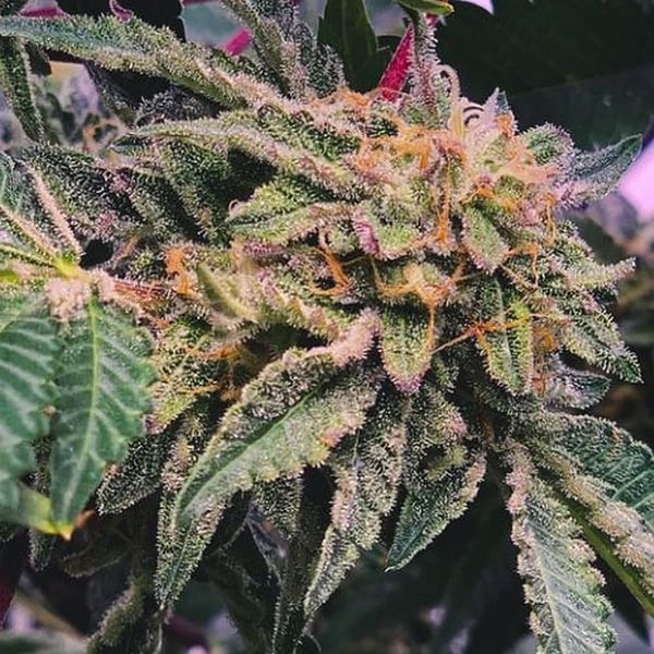 Alfajores (Purple City Genetics) Feminisoidut