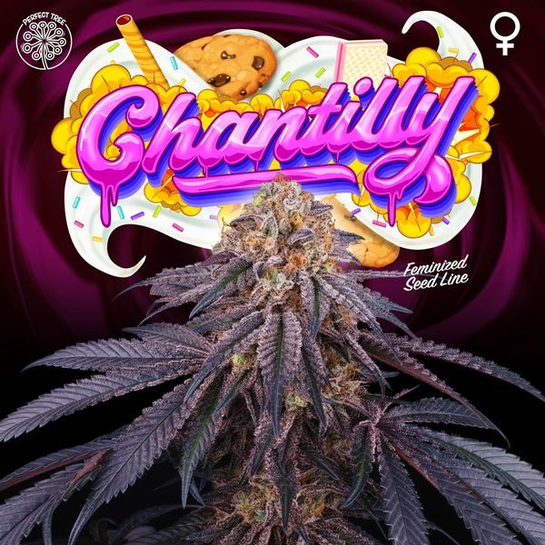 Chantilly (Perfect Tree) Feminisoidut
