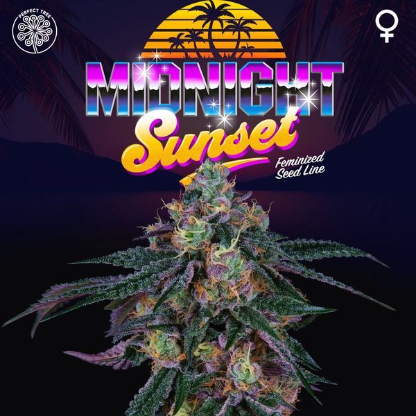 Midnight Sunset (Perfect Tree) Feminisoidut