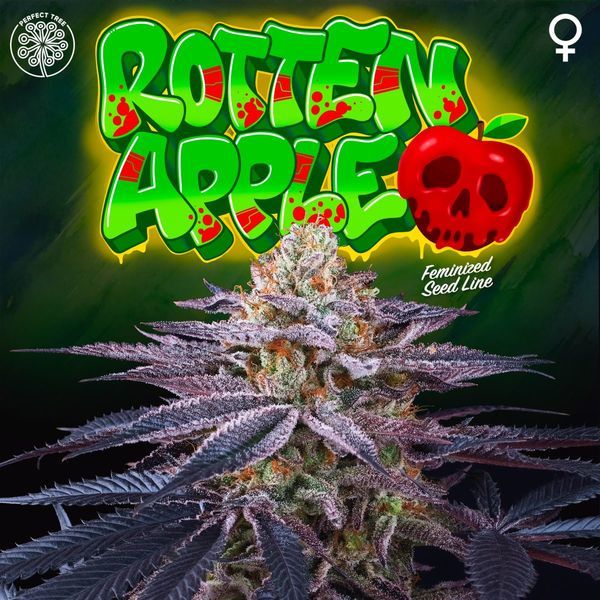 Rotten Apple (Perfect Tree) Feminisoidut