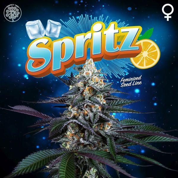 Spritz (Perfect Tree) Feminisoidut