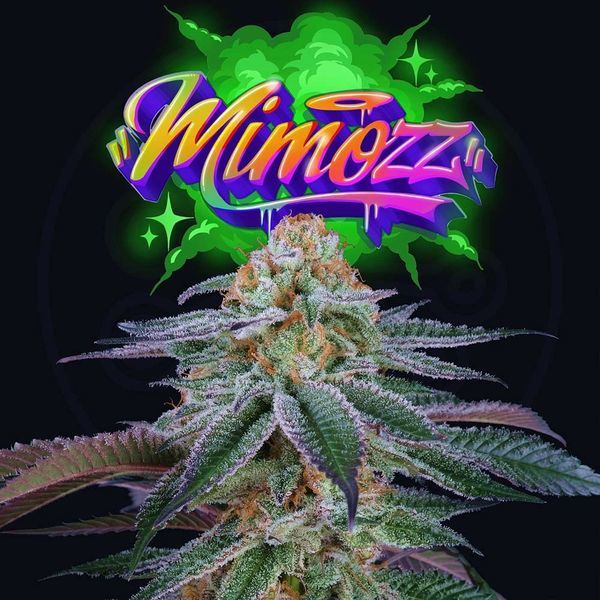 Mimozz (Perfect Tree) Feminisoidut