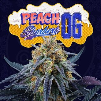 Peach Sherbert OG (Perfect Tree) Feminisoidut