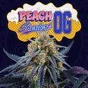 Peach Sherbert OG (Perfect Tree) Feminisoidut