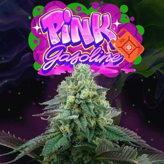 Pink Gasoline (Perfect Tree) Feminisoidut