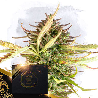 X (Zamnesia Seeds) Feminisoidut
