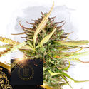 X (Zamnesia Seeds) Feminisoidut