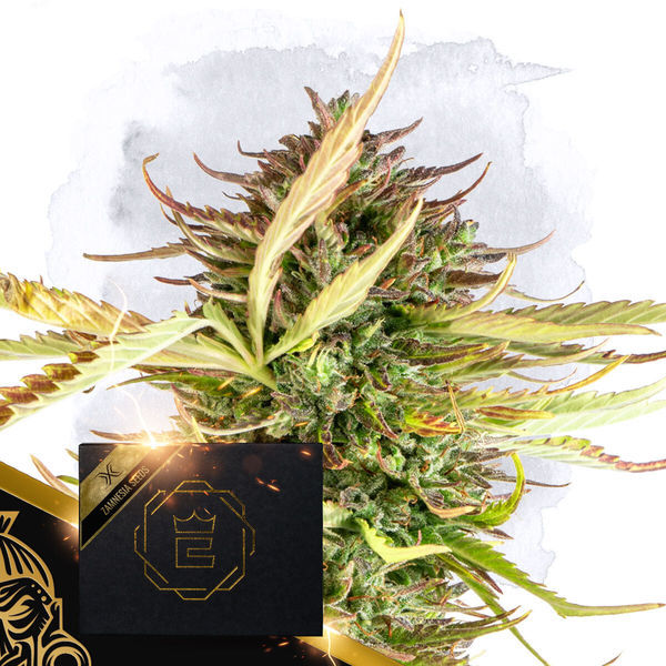 X (Zamnesia Seeds) Feminisoidut