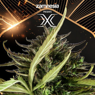 X (Zamnesia Seeds) Feminisoidut
