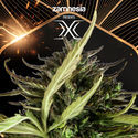 X (Zamnesia Seeds) Feminisoidut