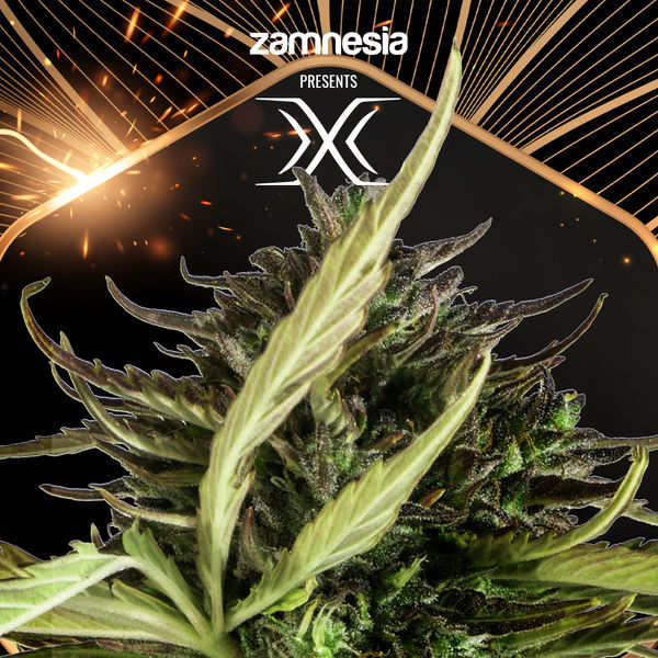 X (Zamnesia Seeds) Feminisoidut
