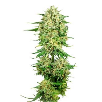 Royal Choco (Amsterdam Genetics) feminisoidut kannabiksen siemenet