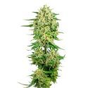 Royal Choco (Amsterdam Genetics) Feminisoidut