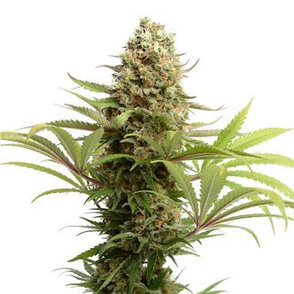 Banana Slush (Amsterdam Genetics) feminisoidut kannabiksen siemenet