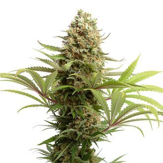 Banana Slush (Amsterdam Genetics) Feminisoidut