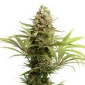 Banana Slush (Amsterdam Genetics) Feminisoidut
