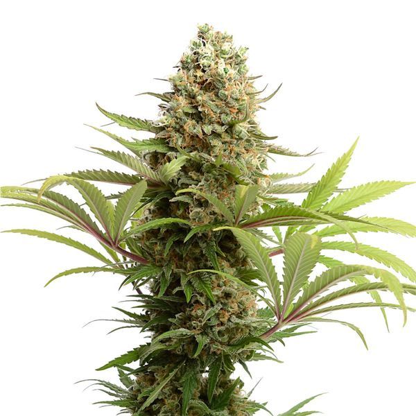 Banana Slush (Amsterdam Genetics) Feminisoidut