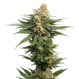 Dynamighty Automatic (Amsterdam Genetics) feminisoidut