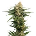 Dynamighty Autoflower (Amsterdam Genetics) Feminisoidut