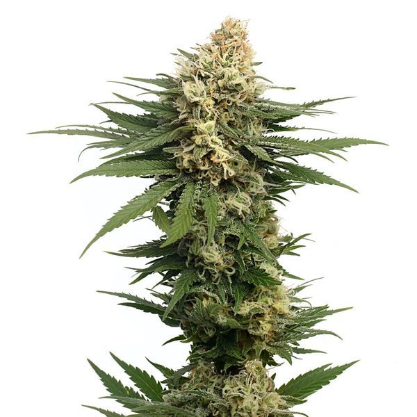 Dynamighty Autoflower (Amsterdam Genetics) Feminisoidut