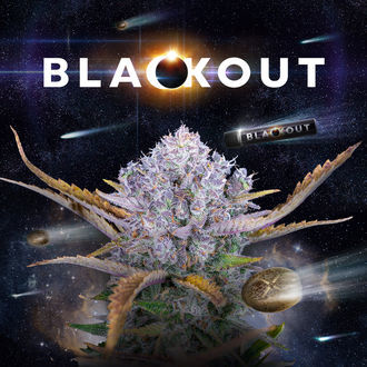 Blackout Autoflower (FastBuds x Zamnesia Seeds) Feminisoidut