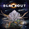 Blackout Autoflower (FastBuds x Zamnesia Seeds) Feminisoidut