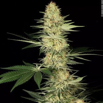 Lucid Bolt (Paradise Seeds) feminisoidut kannabiksen siemenet