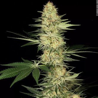 Lucid Bolt (Paradise Seeds) Feminisoidut