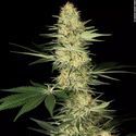 Lucid Bolt (Paradise Seeds) Feminisoidut