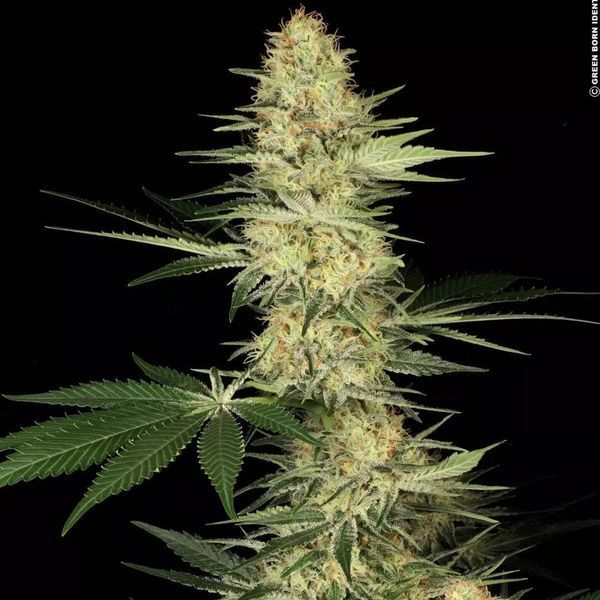 Lucid Bolt (Paradise Seeds) Feminisoidut
