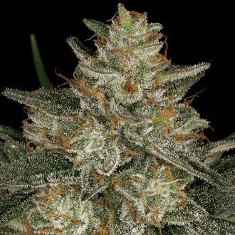 Dutch Kush (Paradise Seeds) Feminisoidut