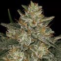 Dutch Kush (Paradise Seeds) Feminisoidut