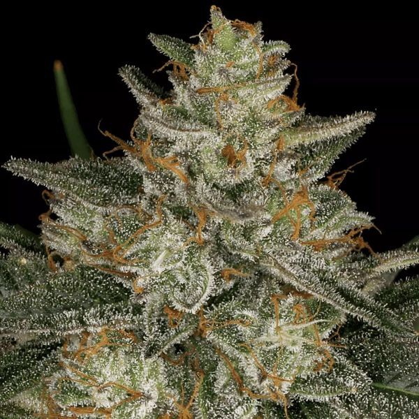 Dutch Kush (Paradise Seeds) Feminisoidut