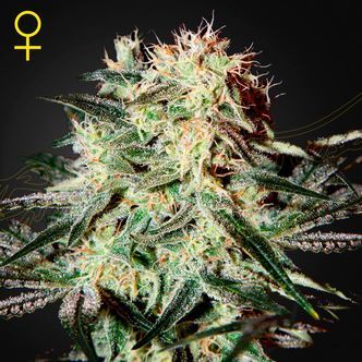 Arjan's Strawberry Haze (Greenhouse Seeds) feminisoidut