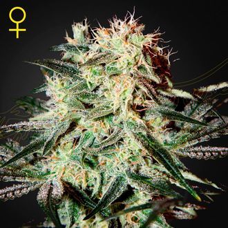 Arjan's Strawberry Haze (Greenhouse Seeds) Feminisoidut