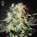 Arjan's Strawberry Haze (Greenhouse Seeds) Feminisoidut