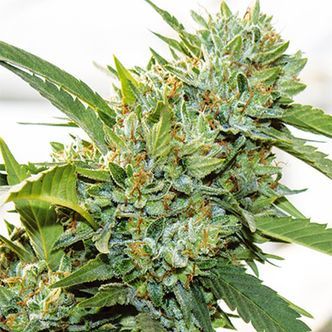 Vision Kosher (Vision Seeds) feminisoitu