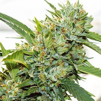 Vision Kosher (Vision Seeds) Feminisoidut