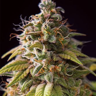 Caramel Monster (Vision Seeds) feminisoidut