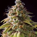 Caramel Monster (Vision Seeds) Feminisoidut