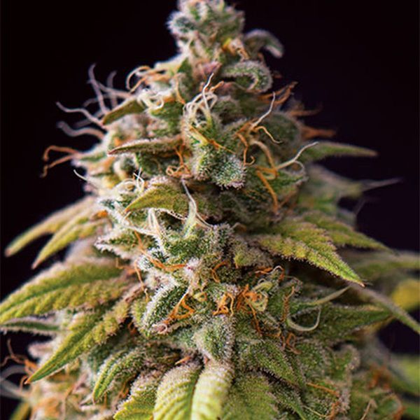 Caramel Monster (Vision Seeds) Feminisoidut